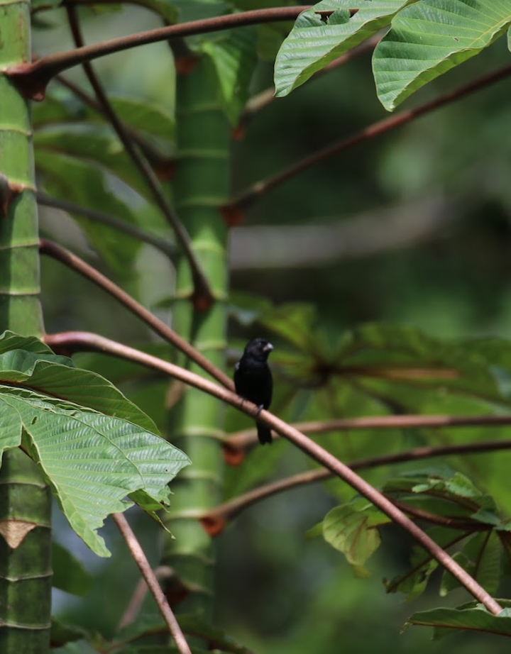Variable Seedeater - ML645941916