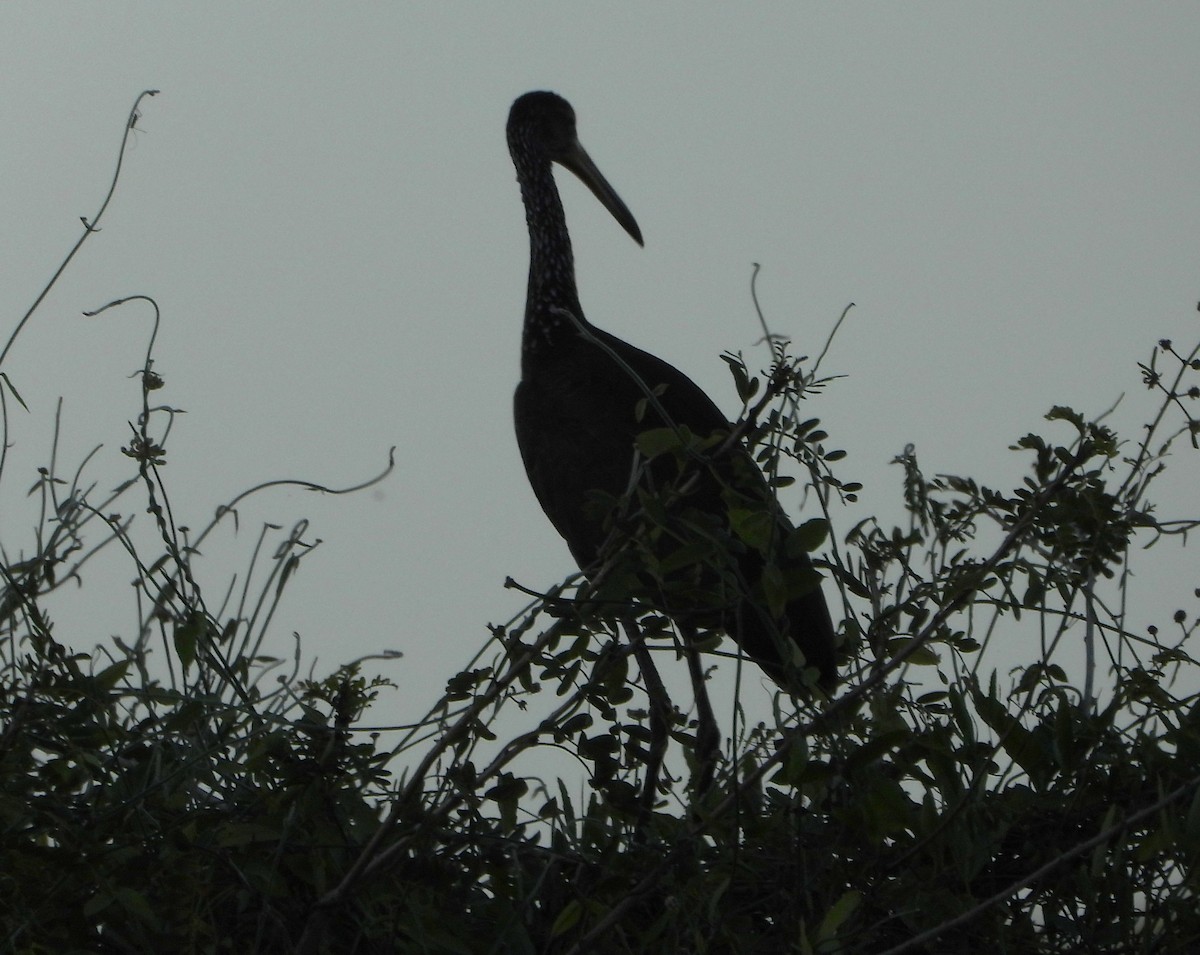 Limpkin - ML645941917