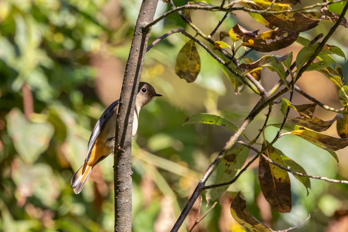 Blue-fronted Redstart - ML645941918