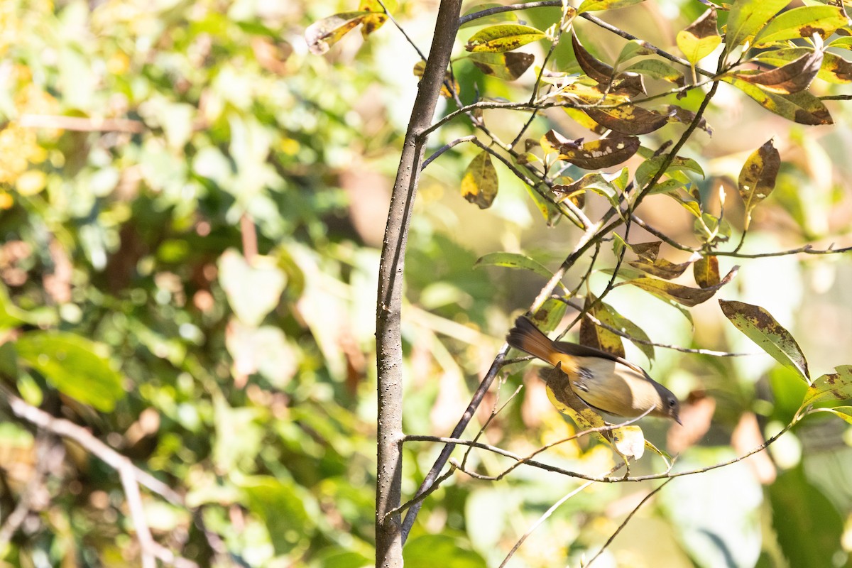 Blue-fronted Redstart - ML645941919