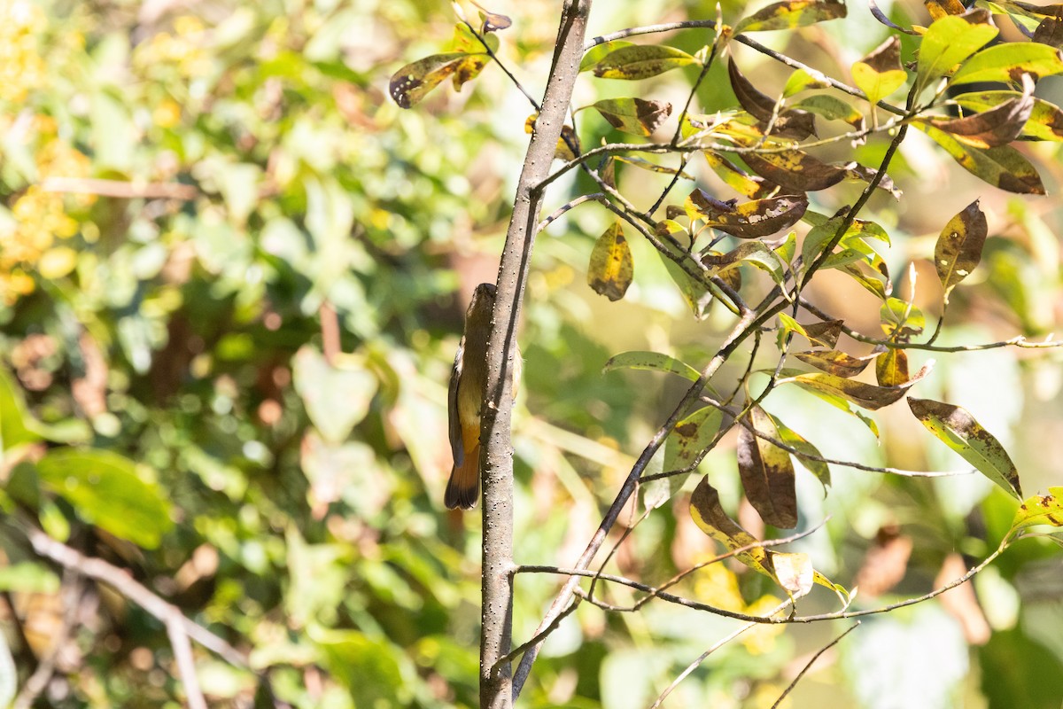 Blue-fronted Redstart - ML645941920