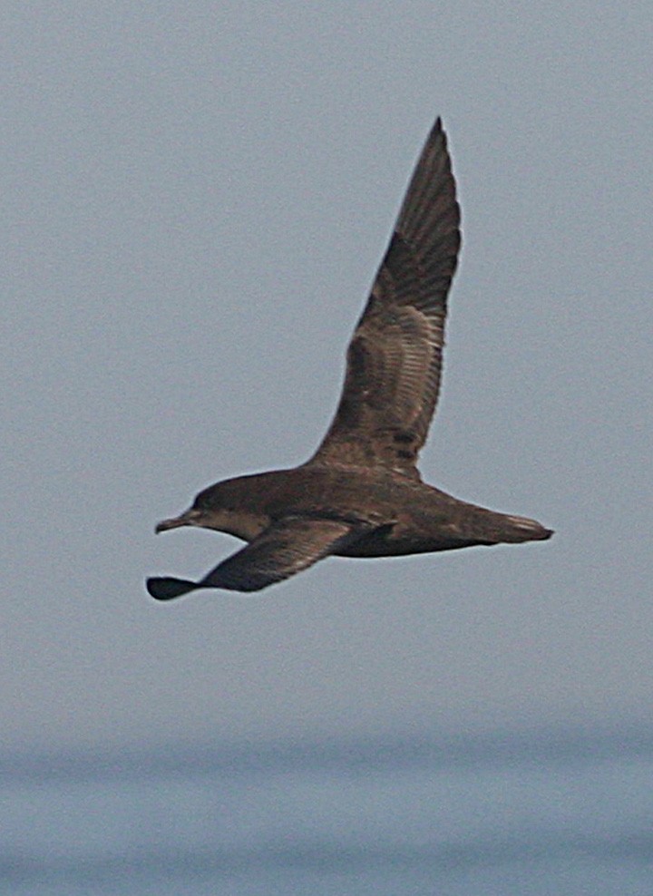 Sooty Shearwater - ML645941921
