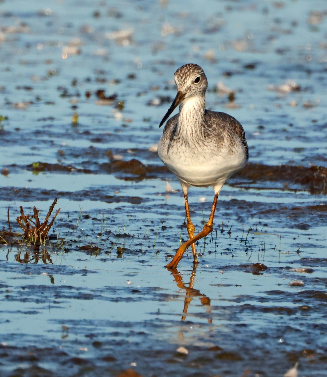 Greater Yellowlegs - ML645941924
