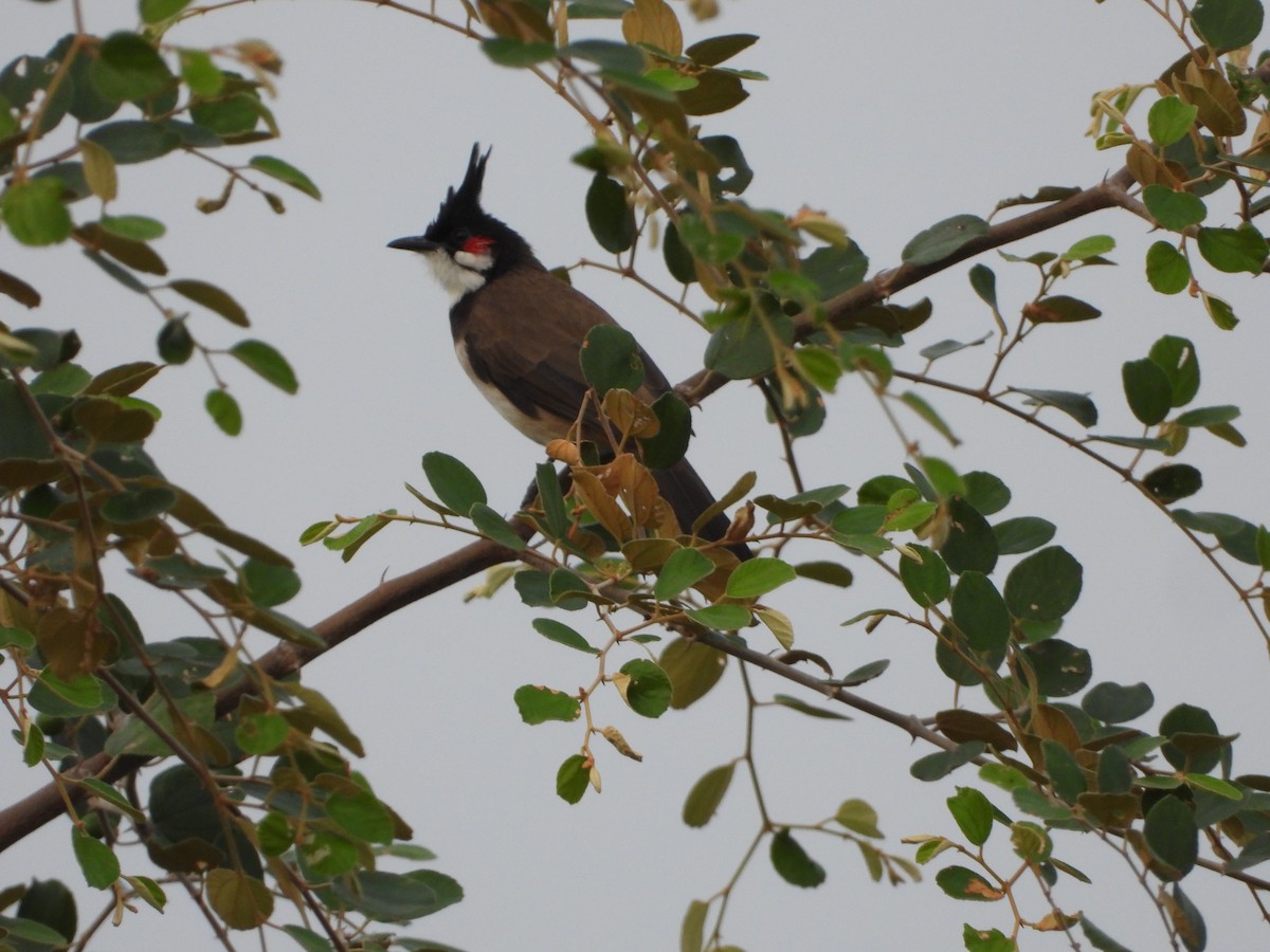 Red-whiskered Bulbul - ML645941925