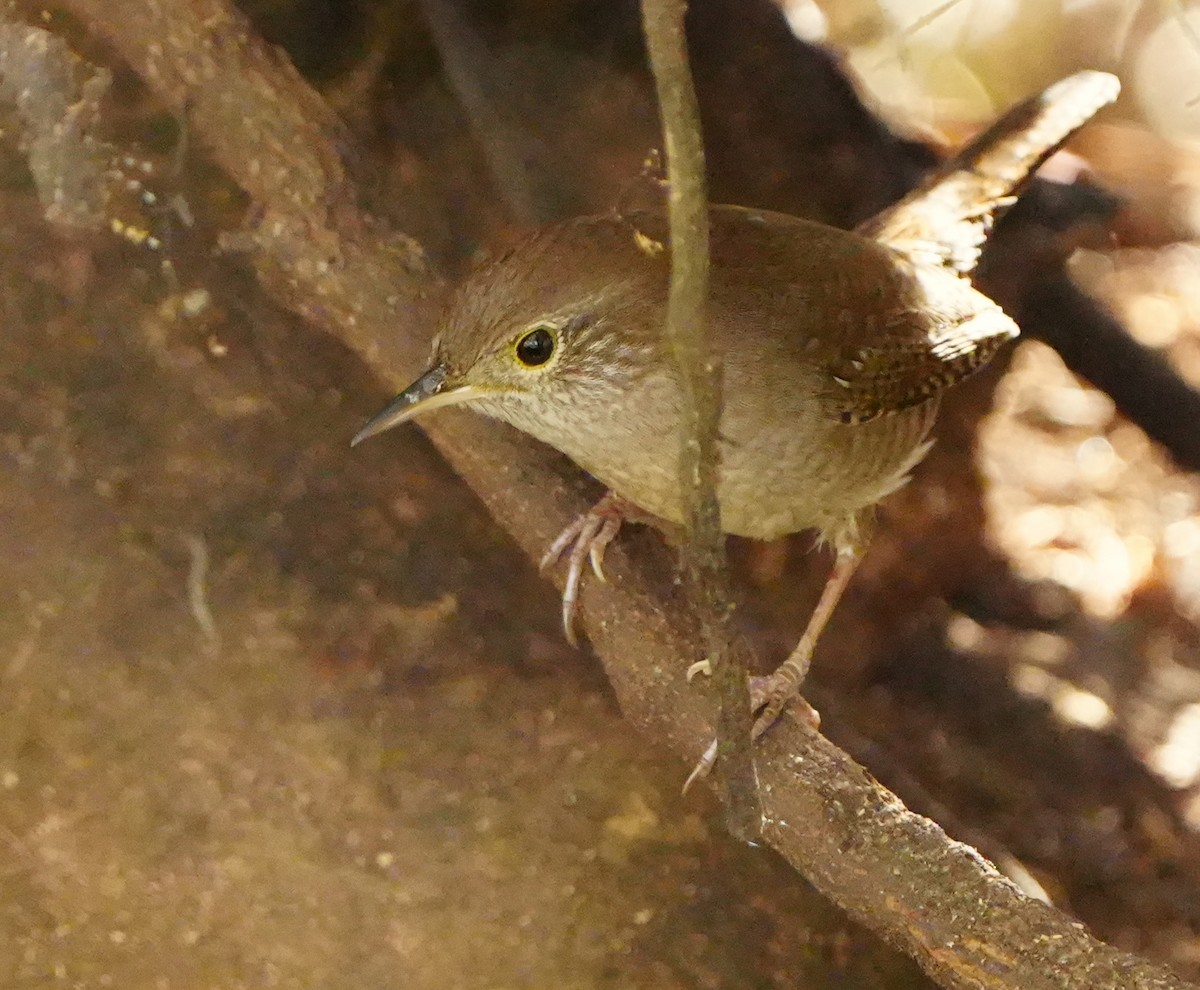 Northern House Wren - ML645941926