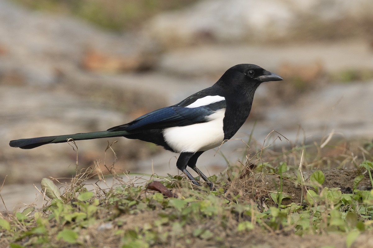 Oriental Magpie - ML645941928