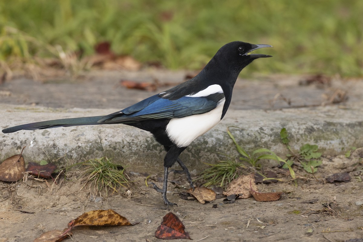 Oriental Magpie - ML645941929