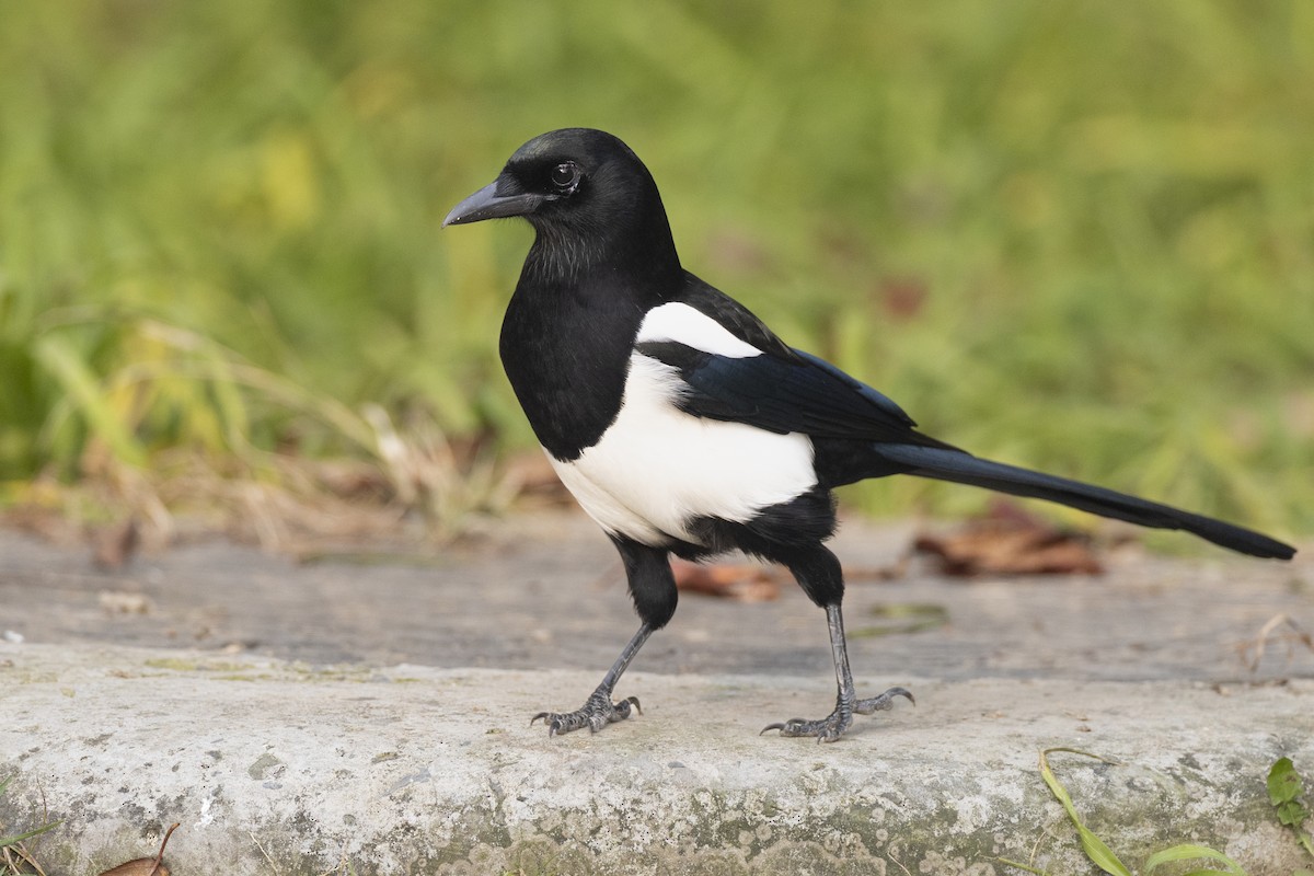 Oriental Magpie - ML645941930