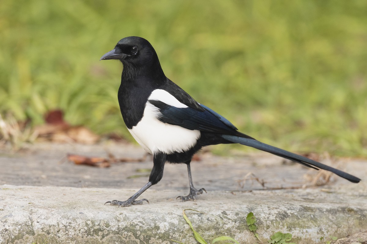 Oriental Magpie - ML645941931