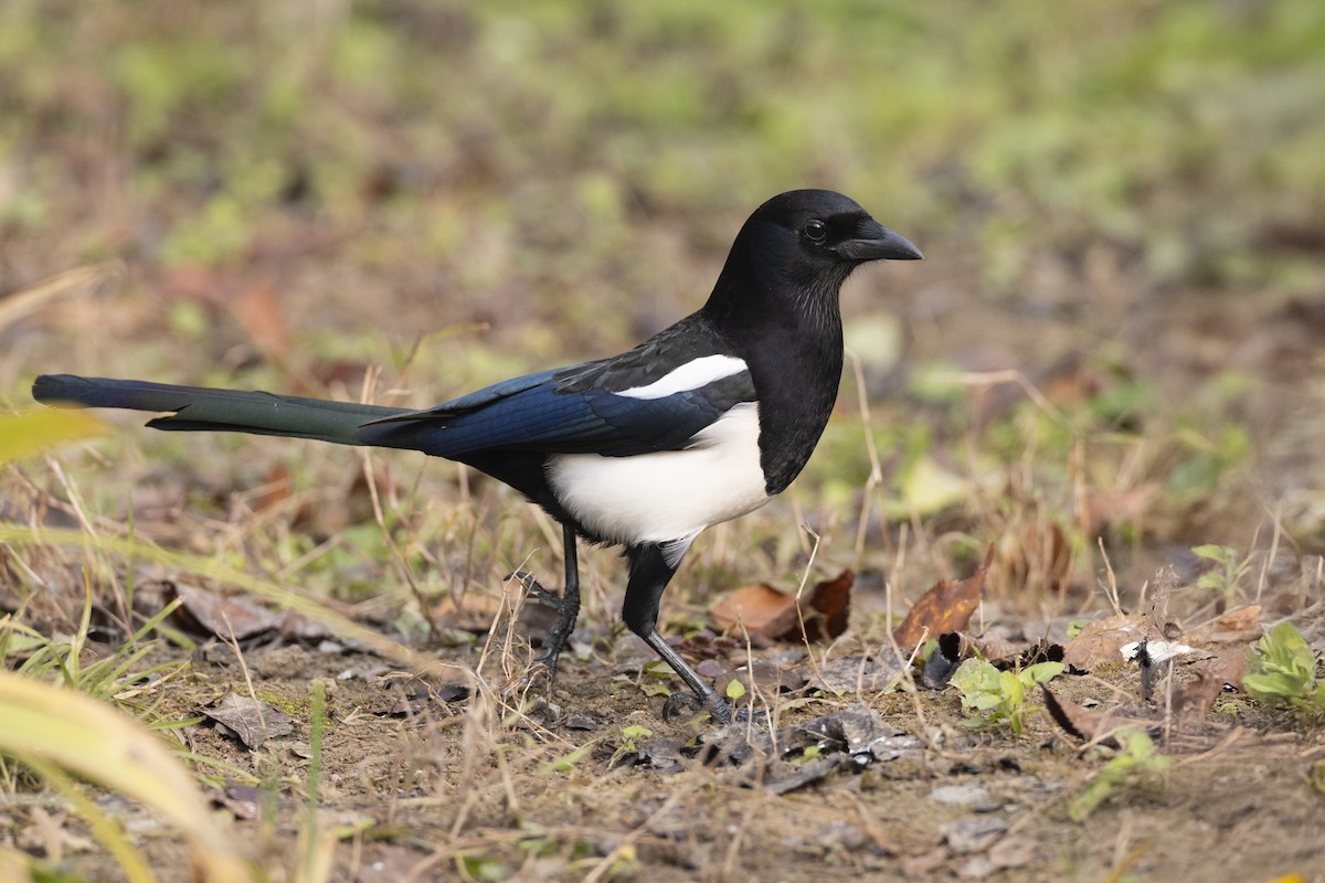 Oriental Magpie - ML645941932