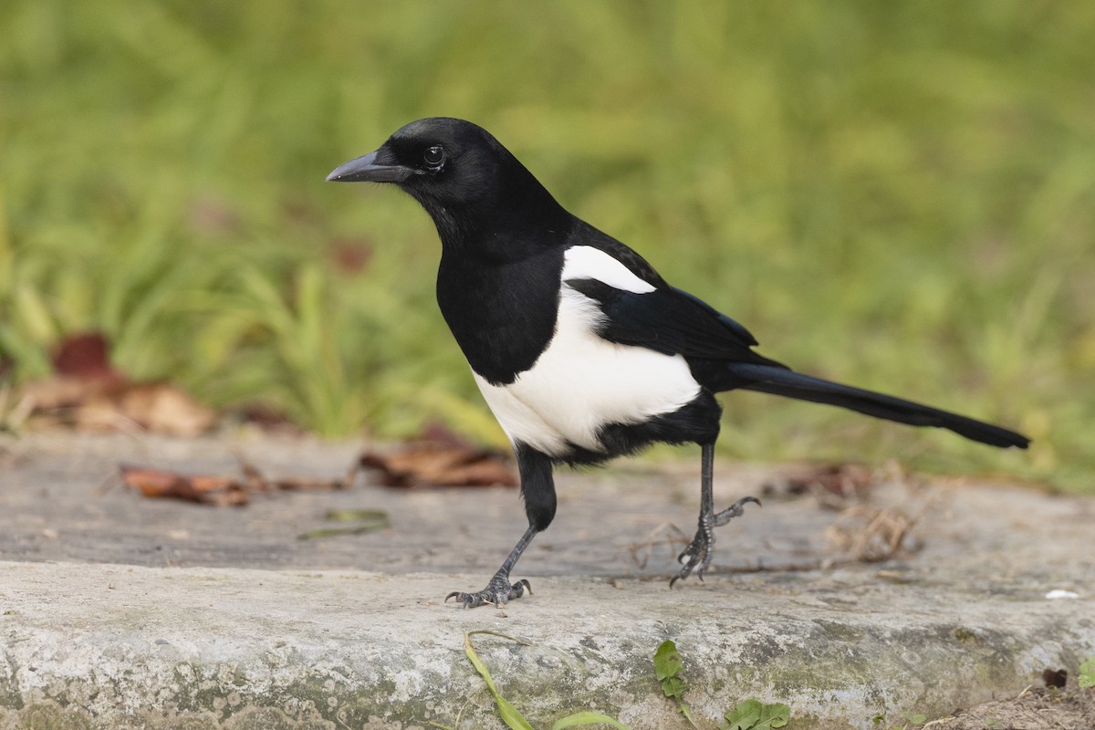 Oriental Magpie - ML645941933