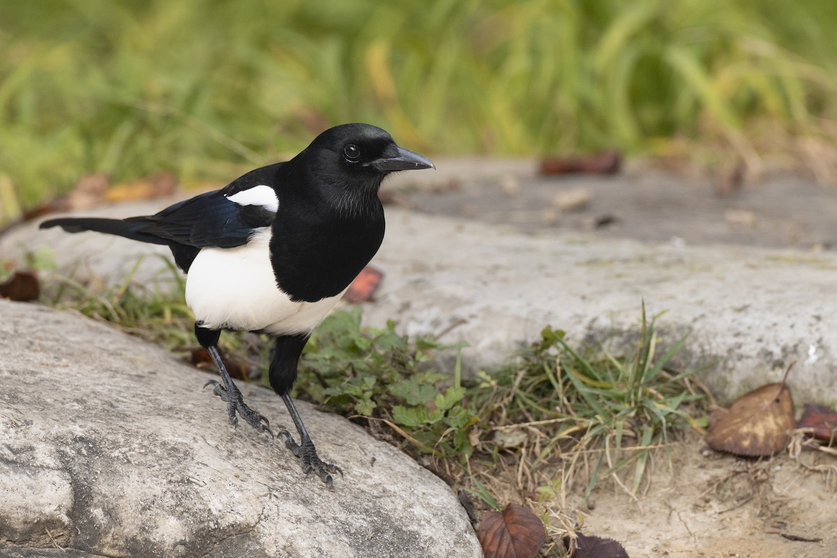 Oriental Magpie - ML645941934