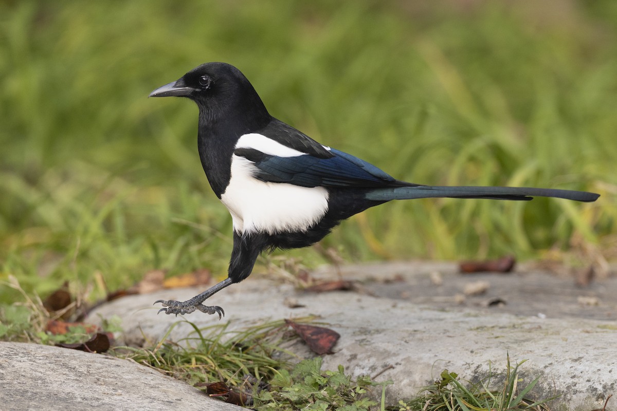 Oriental Magpie - ML645941935