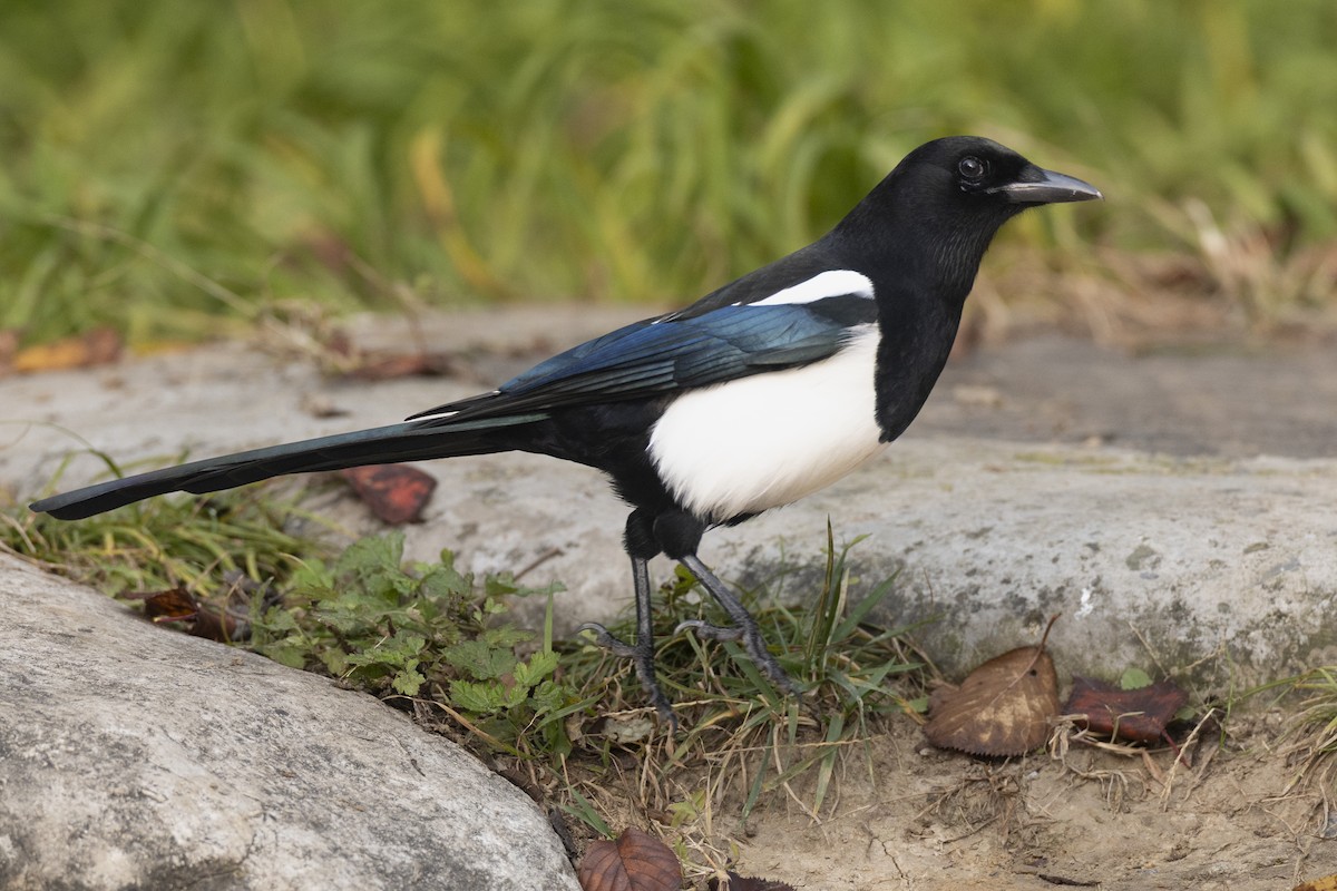 Oriental Magpie - ML645941936