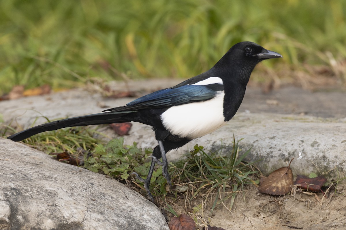 Oriental Magpie - ML645941937