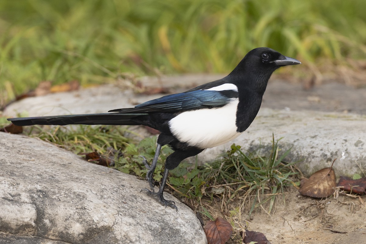 Oriental Magpie - ML645941938