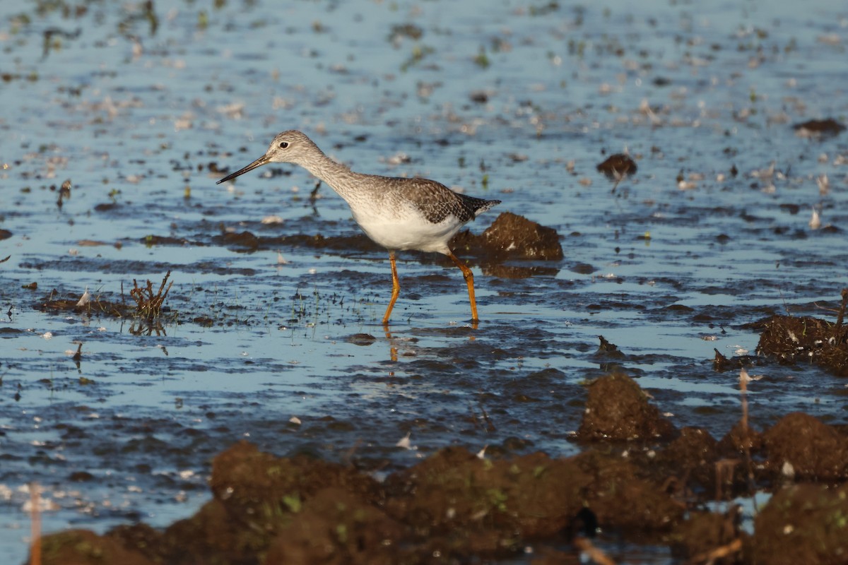 Greater Yellowlegs - ML645941939