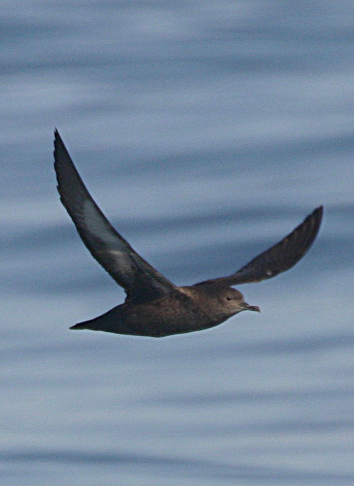 Sooty Shearwater - ML645941940