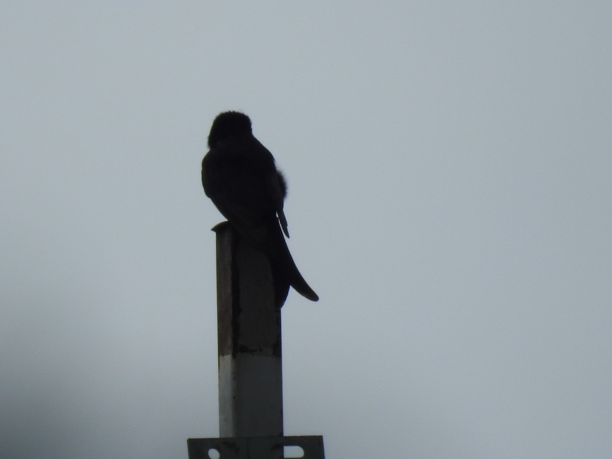 Fork-tailed Drongo - ML645941941