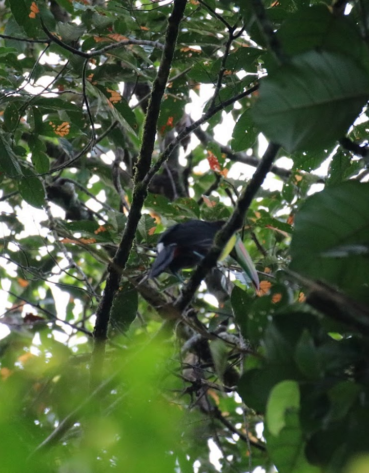 Keel-billed Toucan - ML645941942