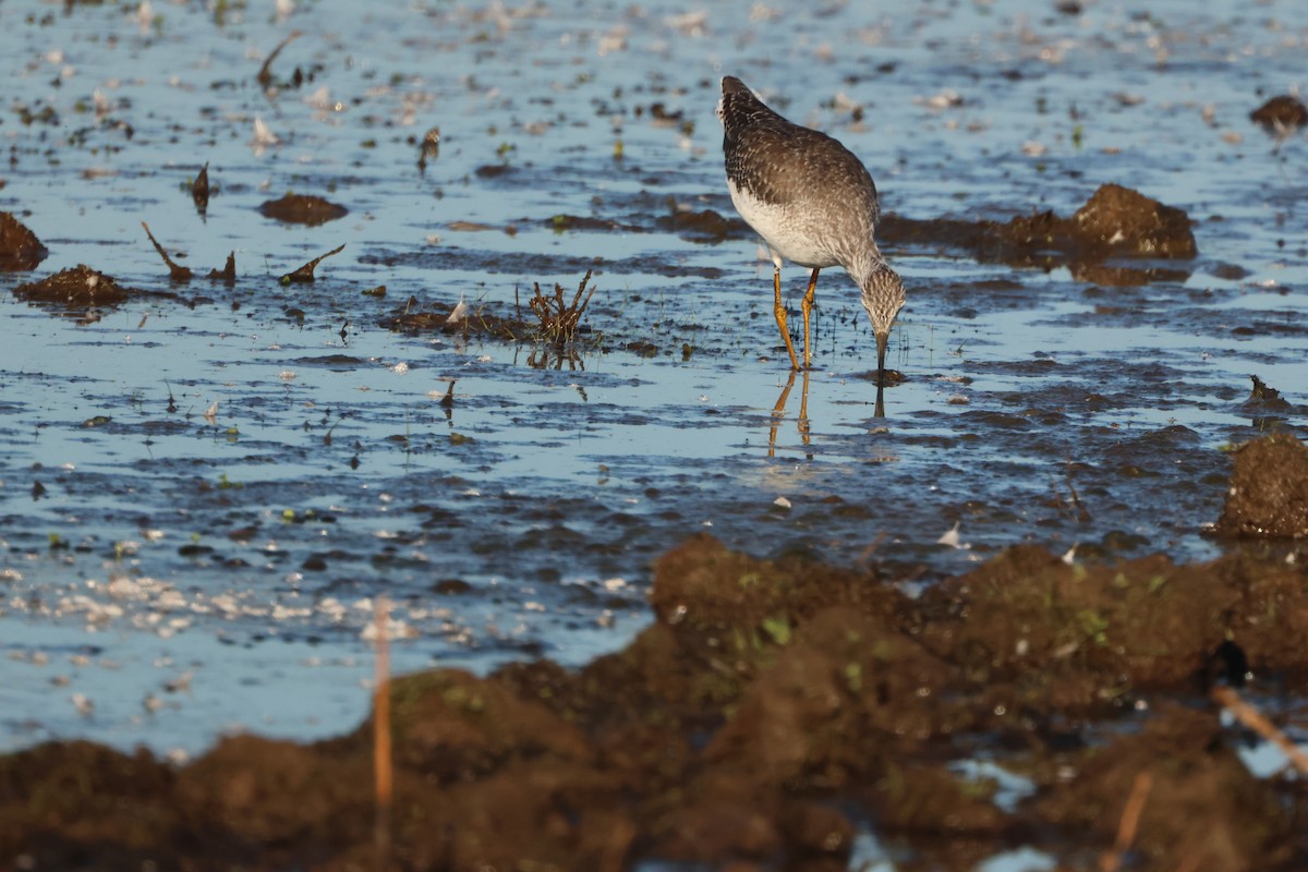 Greater Yellowlegs - ML645941943