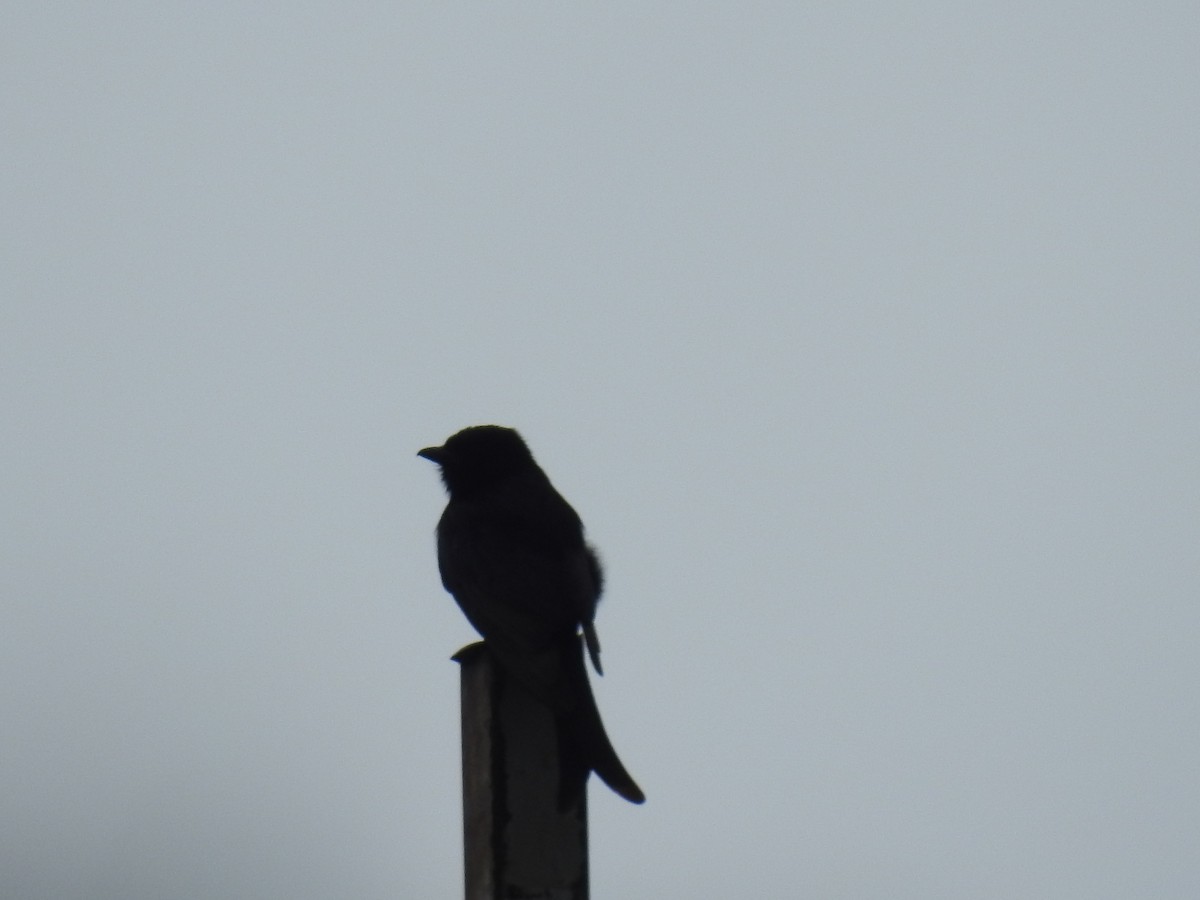Fork-tailed Drongo - ML645941944