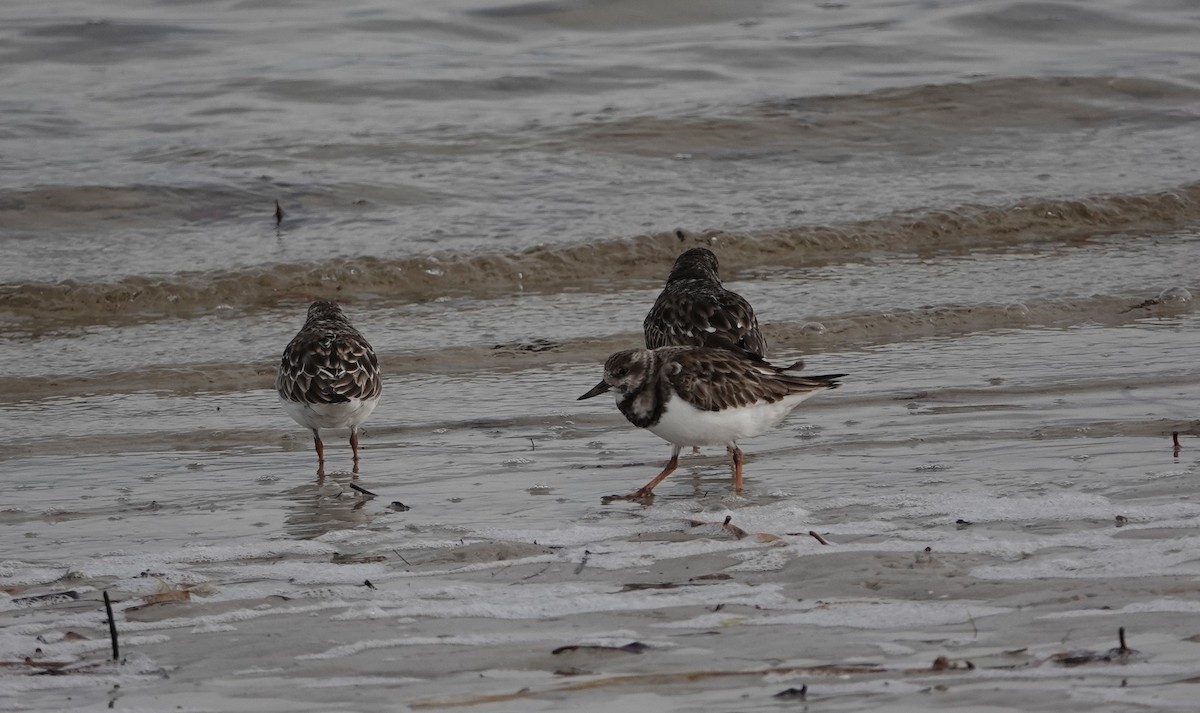 Ruddy Turnstone - ML645941945
