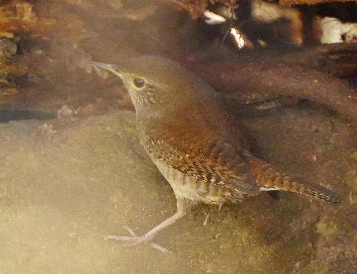 Northern House Wren - ML645941946