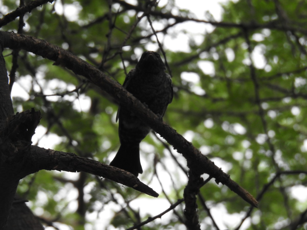 Fork-tailed Drongo - ML645941947