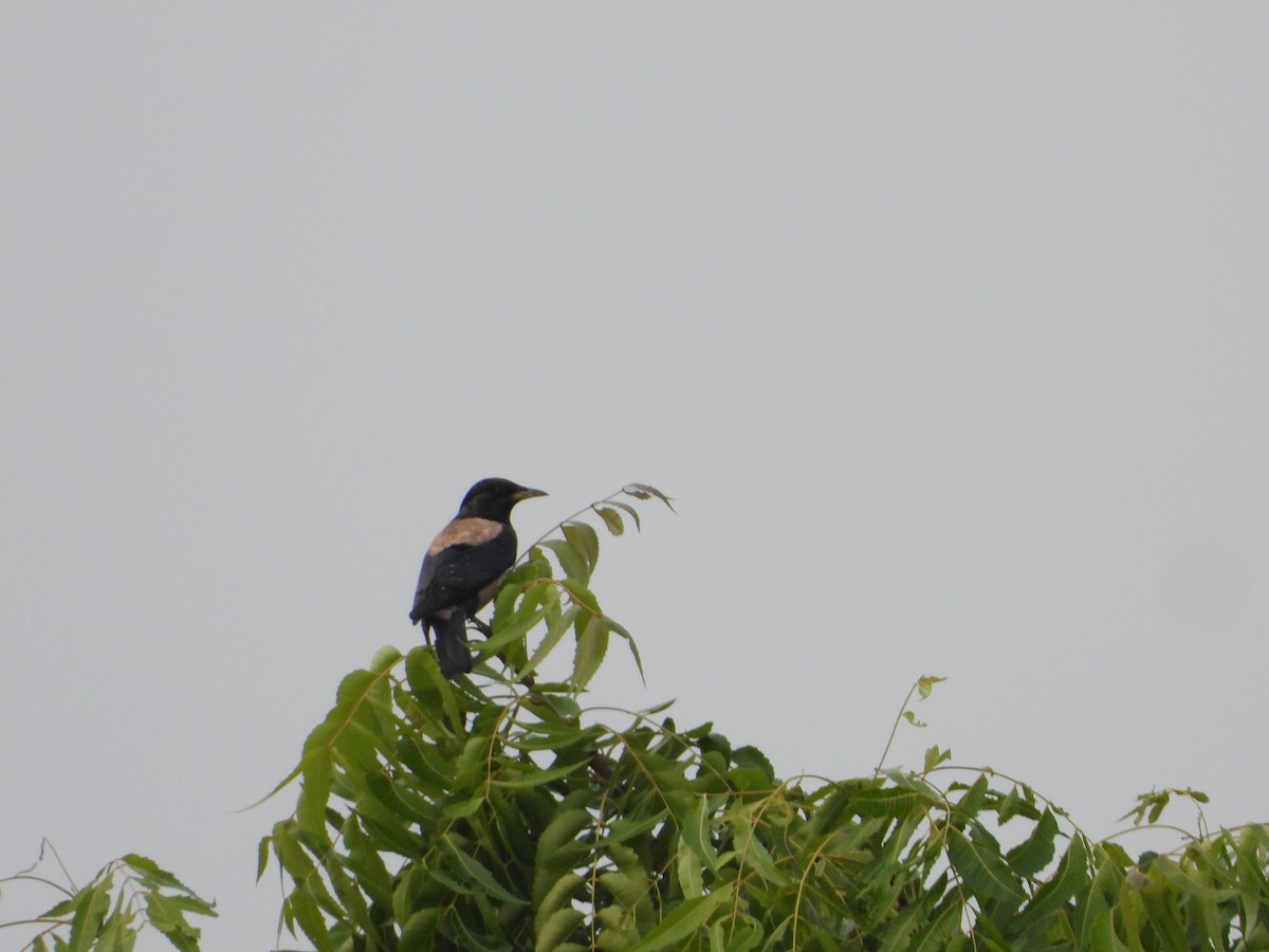 Rosy Starling - ML645941949