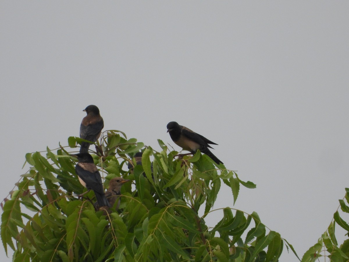 Rosy Starling - ML645941950