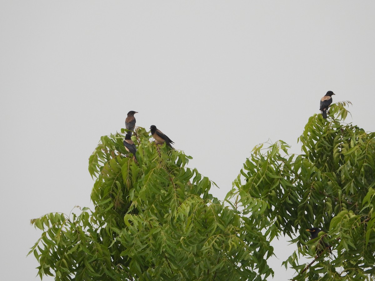 Rosy Starling - ML645941951