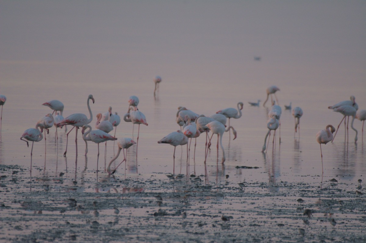 大紅鸛 - ML645941954