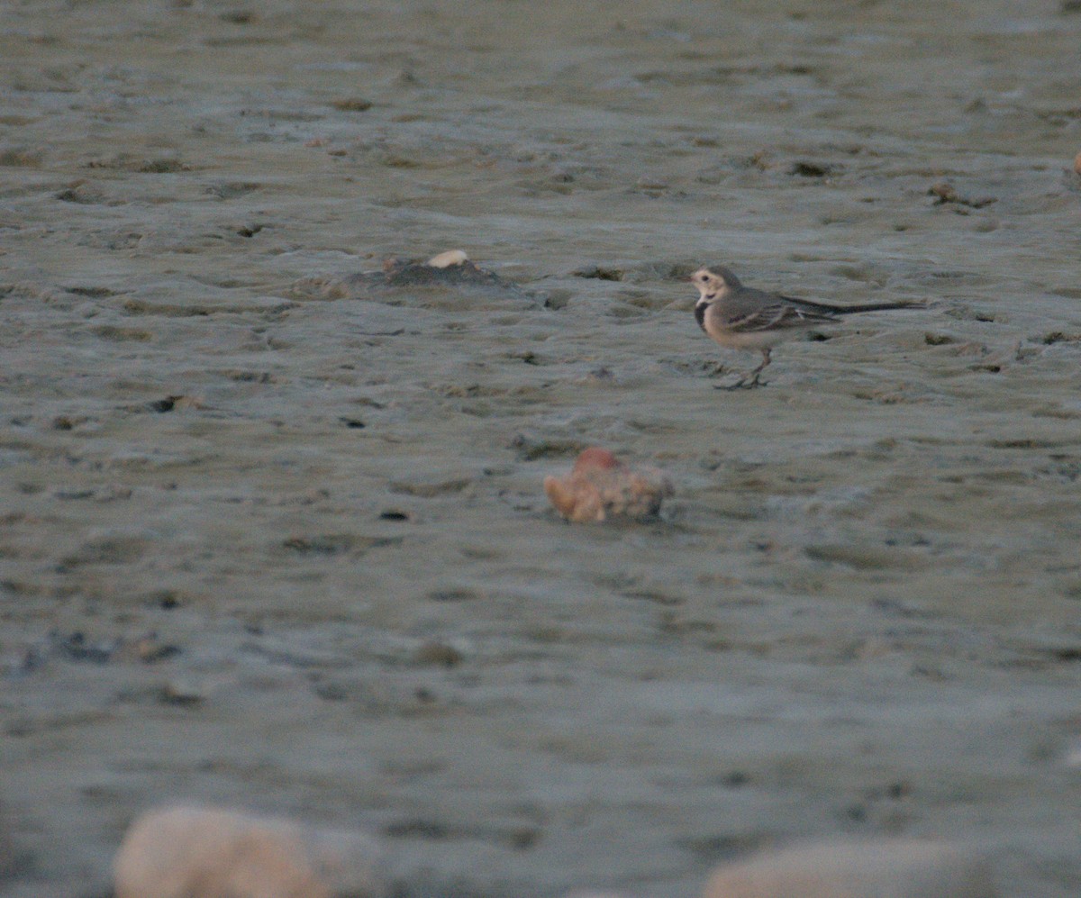 白鶺鴒 - ML645941974