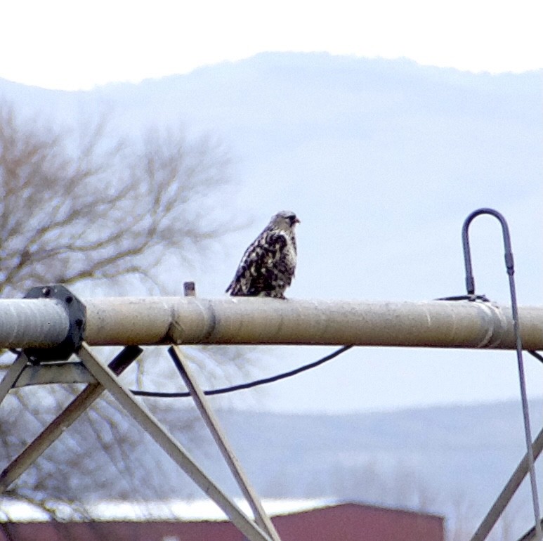 Rough-legged Hawk - ML645941978