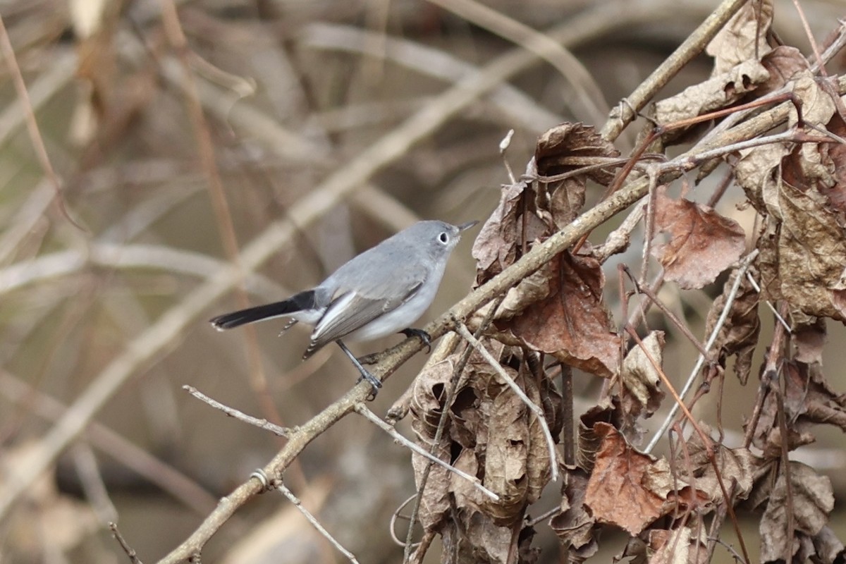 Blue-gray Gnatcatcher - ML645941989