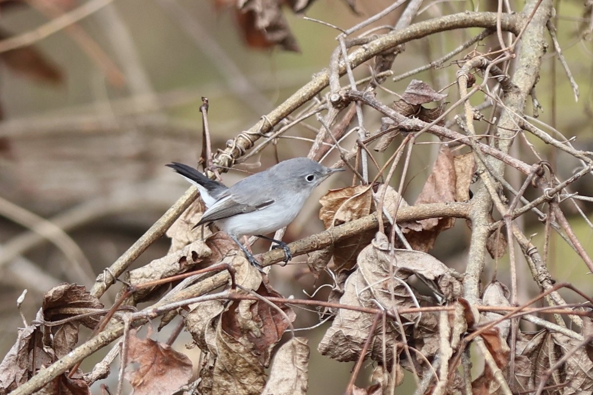 Blue-gray Gnatcatcher - ML645941990