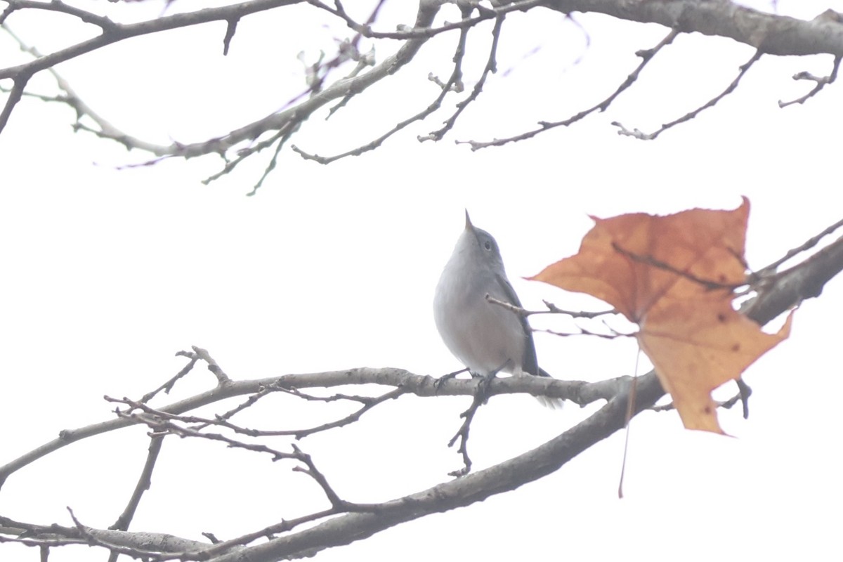 Blue-gray Gnatcatcher - ML645941991
