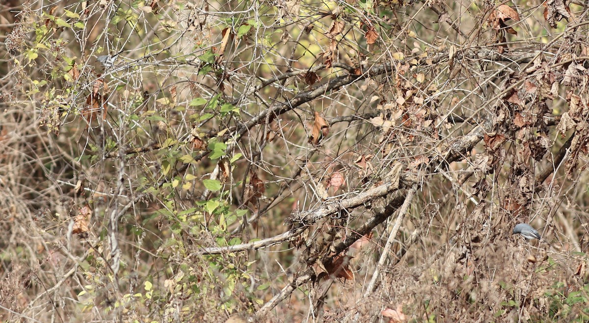 Blue-gray Gnatcatcher - ML645941992