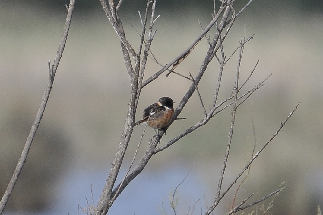 European Stonechat - ML645941999
