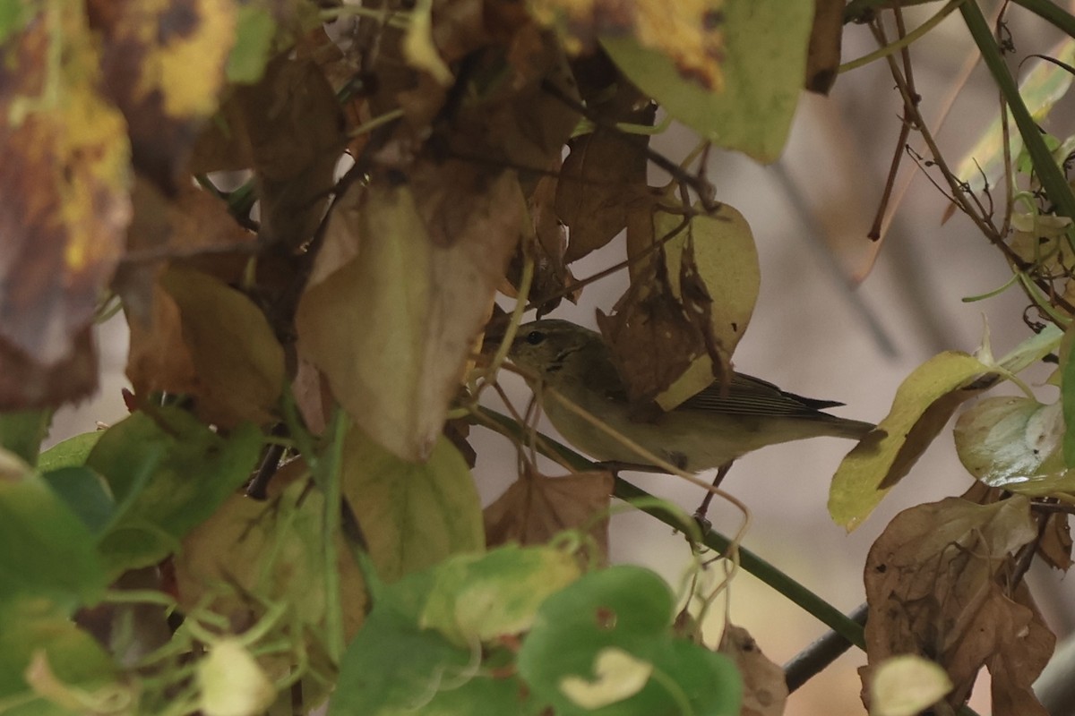 Tennessee Warbler - ML645942003