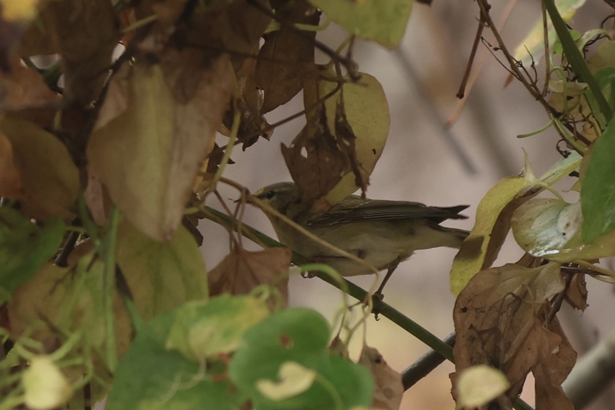 Tennessee Warbler - ML645942004