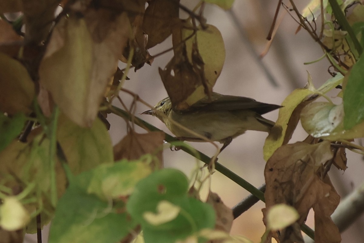 Tennessee Warbler - ML645942005