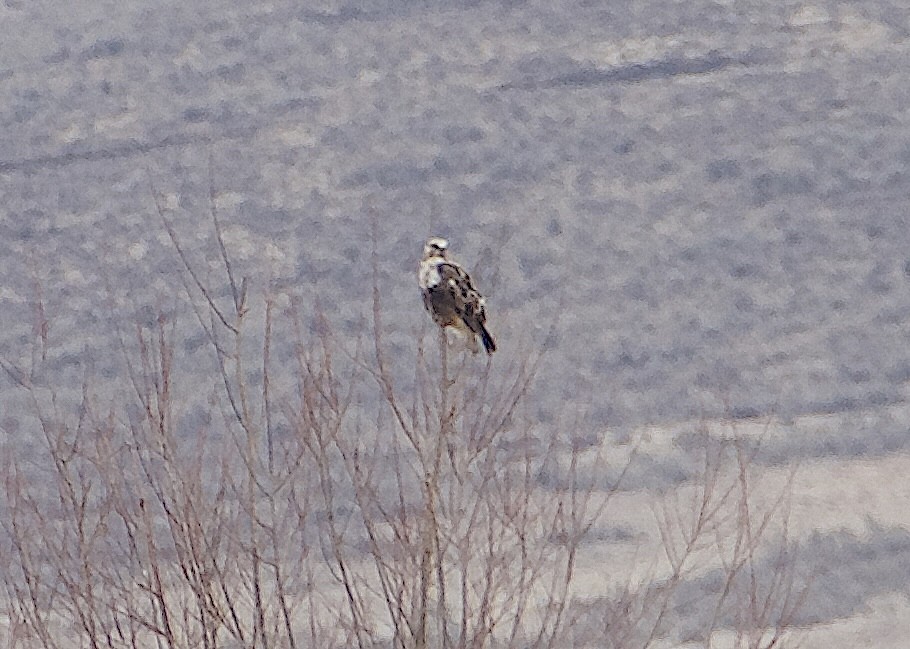 Rough-legged Hawk - ML645942007