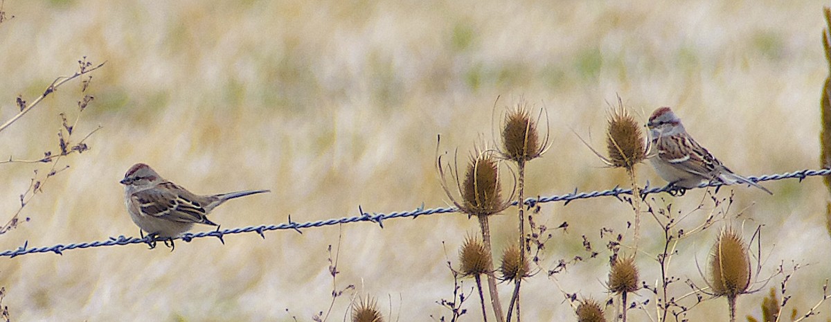 American Tree Sparrow - ML645942018