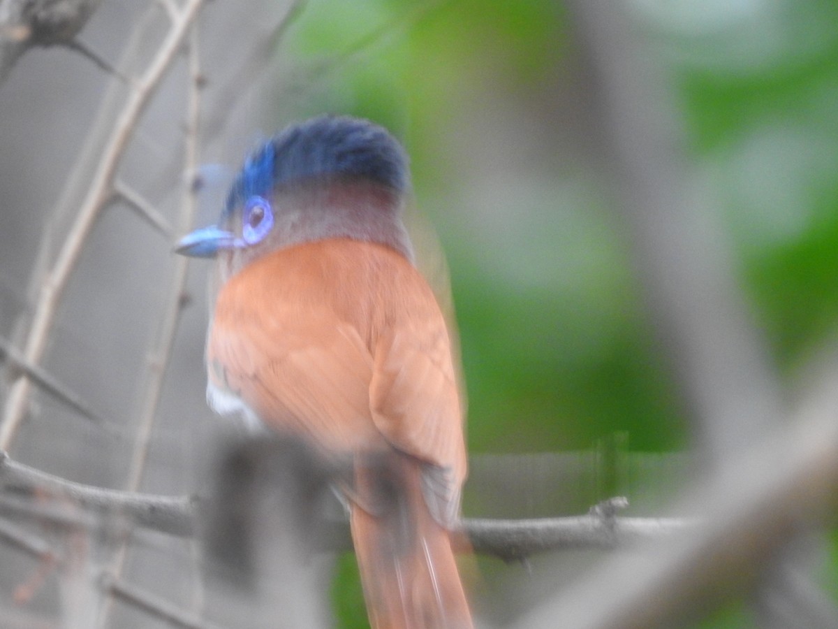 African Paradise-Flycatcher - ML645942021