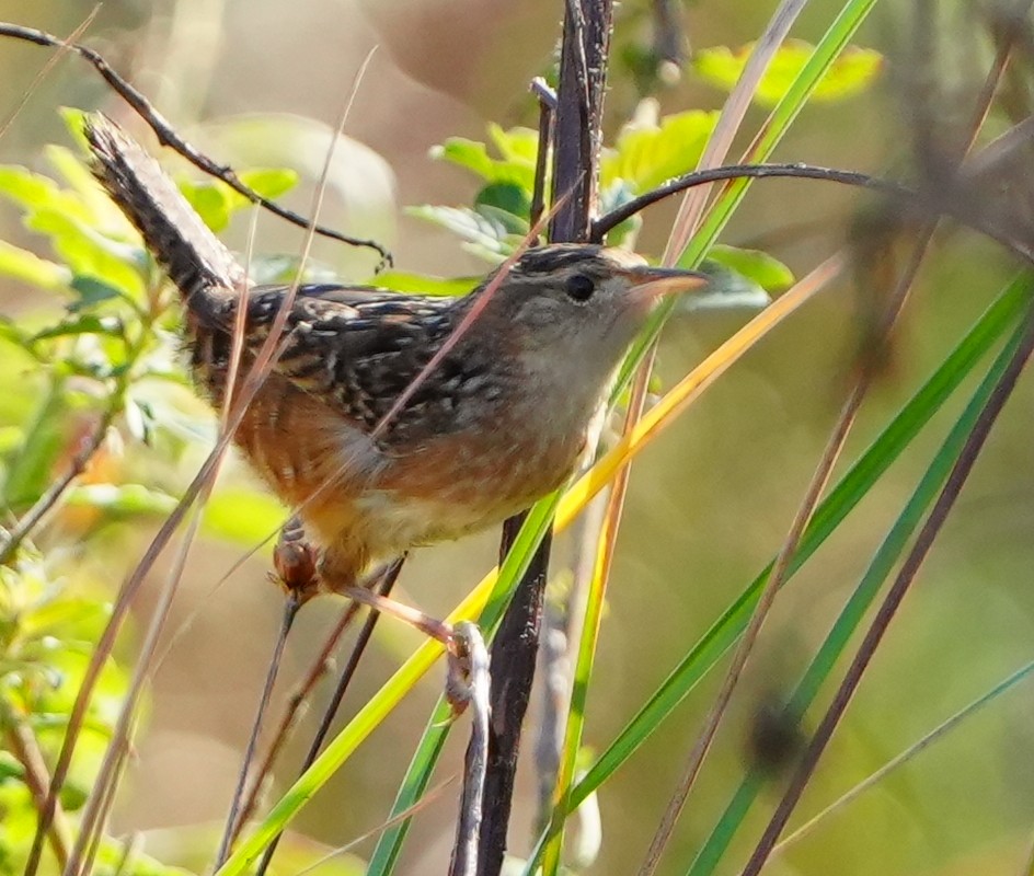 Sedge Wren - ML645942024