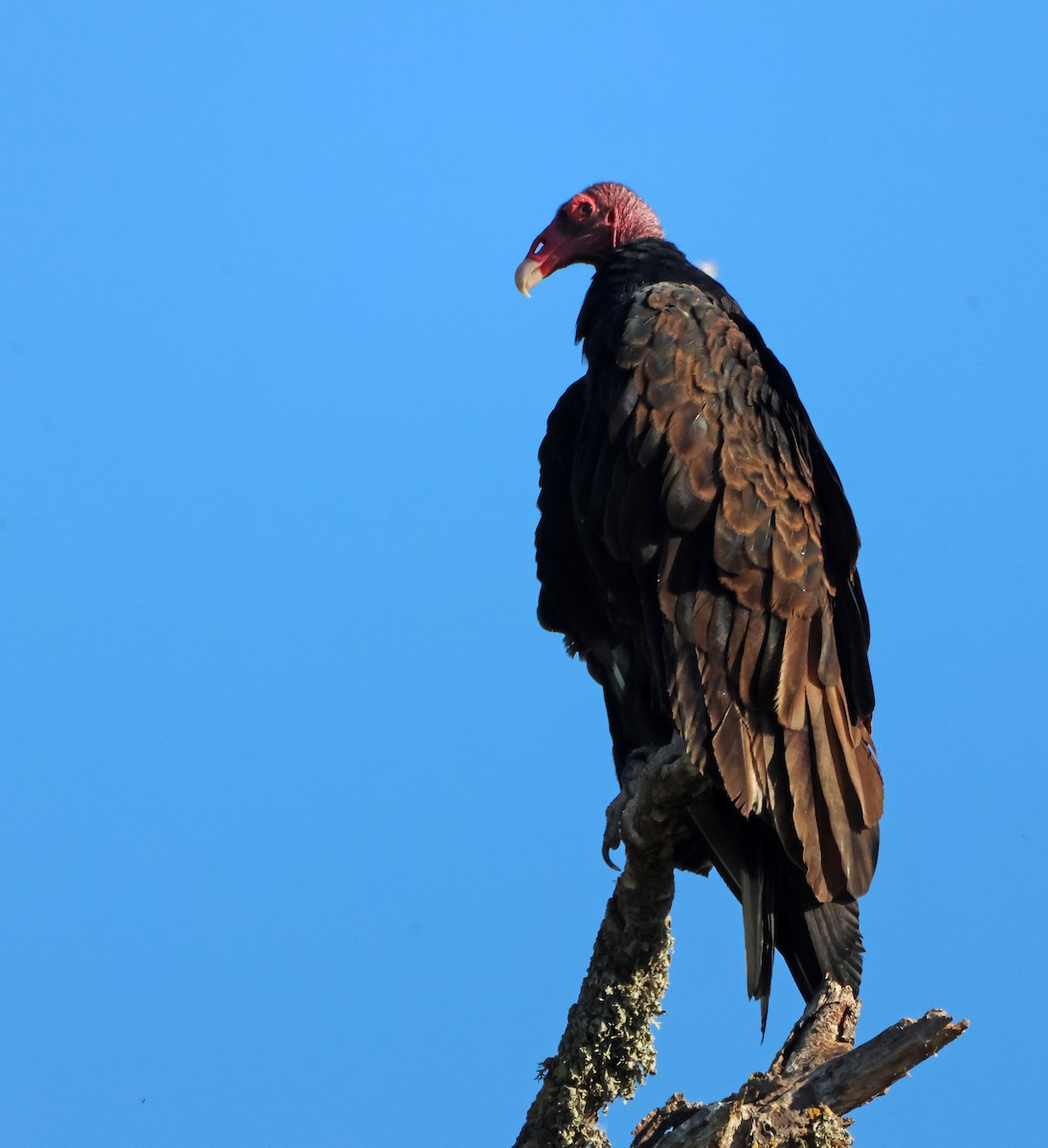 Turkey Vulture - ML645942025