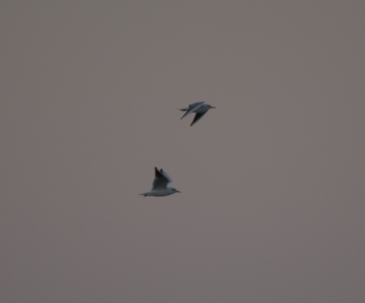 紅嘴鷗 - ML645942026