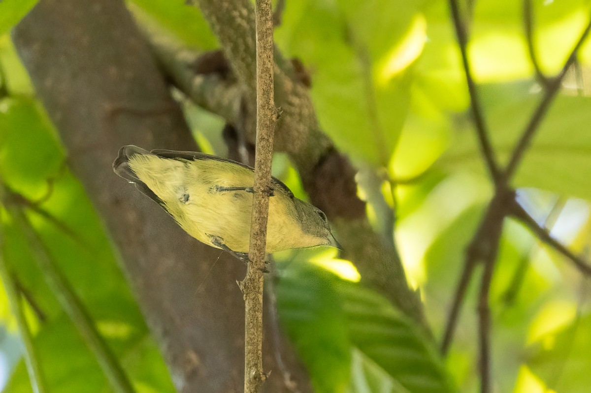 紅胸啄花 - ML645942027